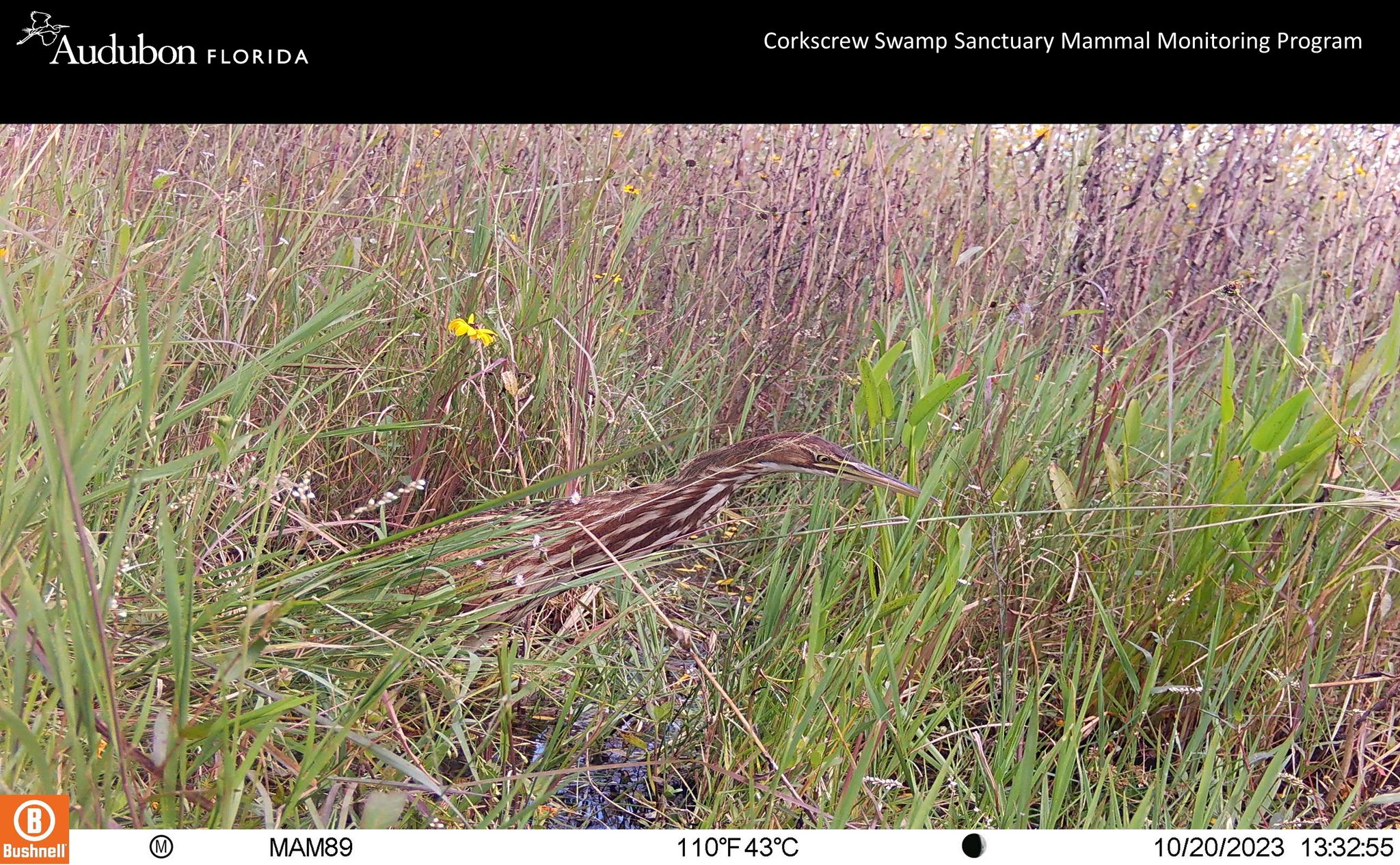 A trail camera image of an American Bittern at Corkscrew Swamp Sanctuary