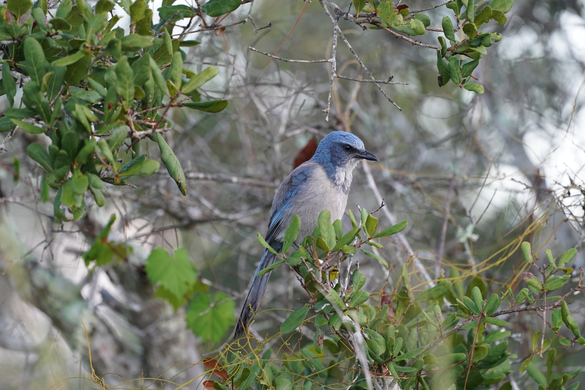 Florida Scrub-Jay against a tree background. Photo: John Wolaver.
