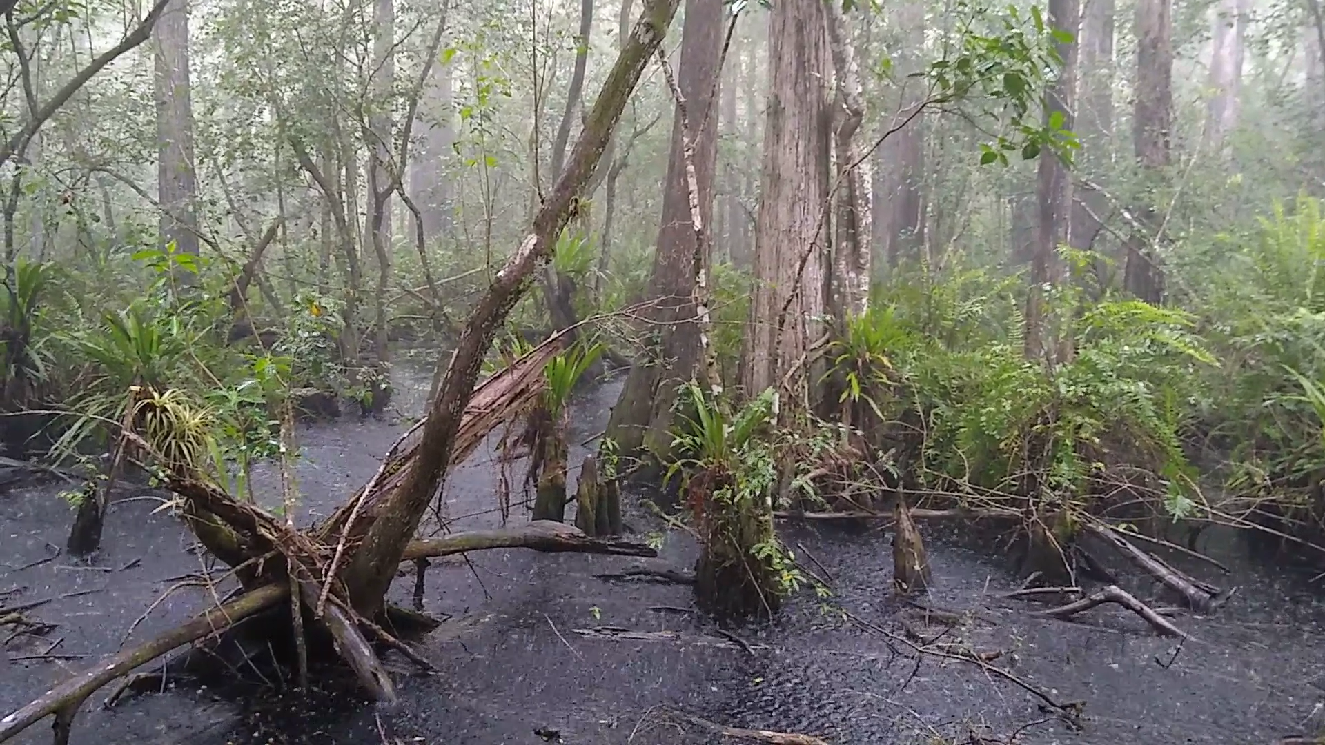 Rain falling in a swamp.