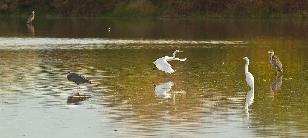 Great Egrets and Great Blue Herons wade in and fly over the Gilbert Riparian Preserve.