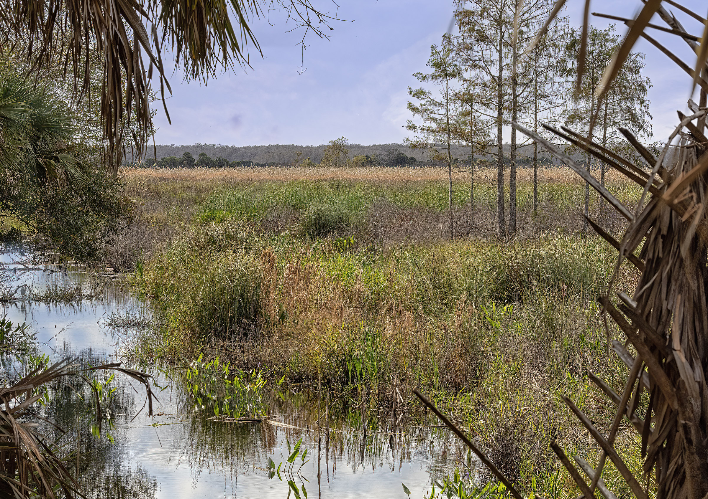 A view of a marsh landscape.