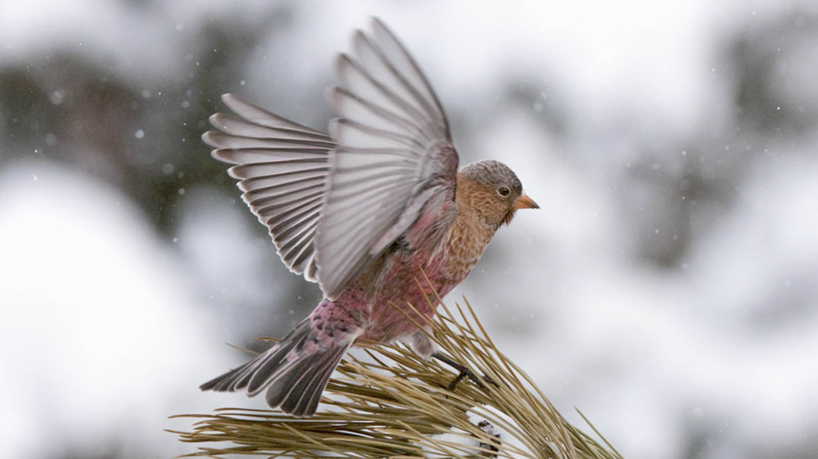 Brown-capped Rosy-Finch. Photo: Gene Putney/Audubon Photography Awards