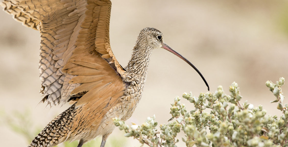 A brown shorebird with a long, thin, curved bill. Its wings are outstretched.