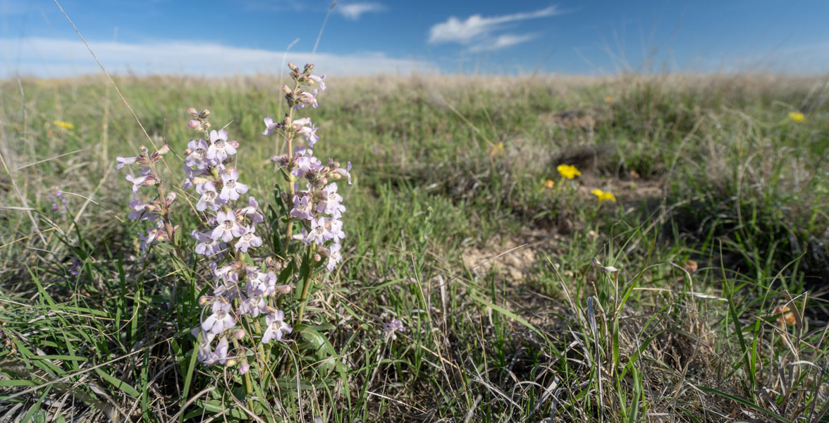 A plant with purple flowers blooms in a grassland.