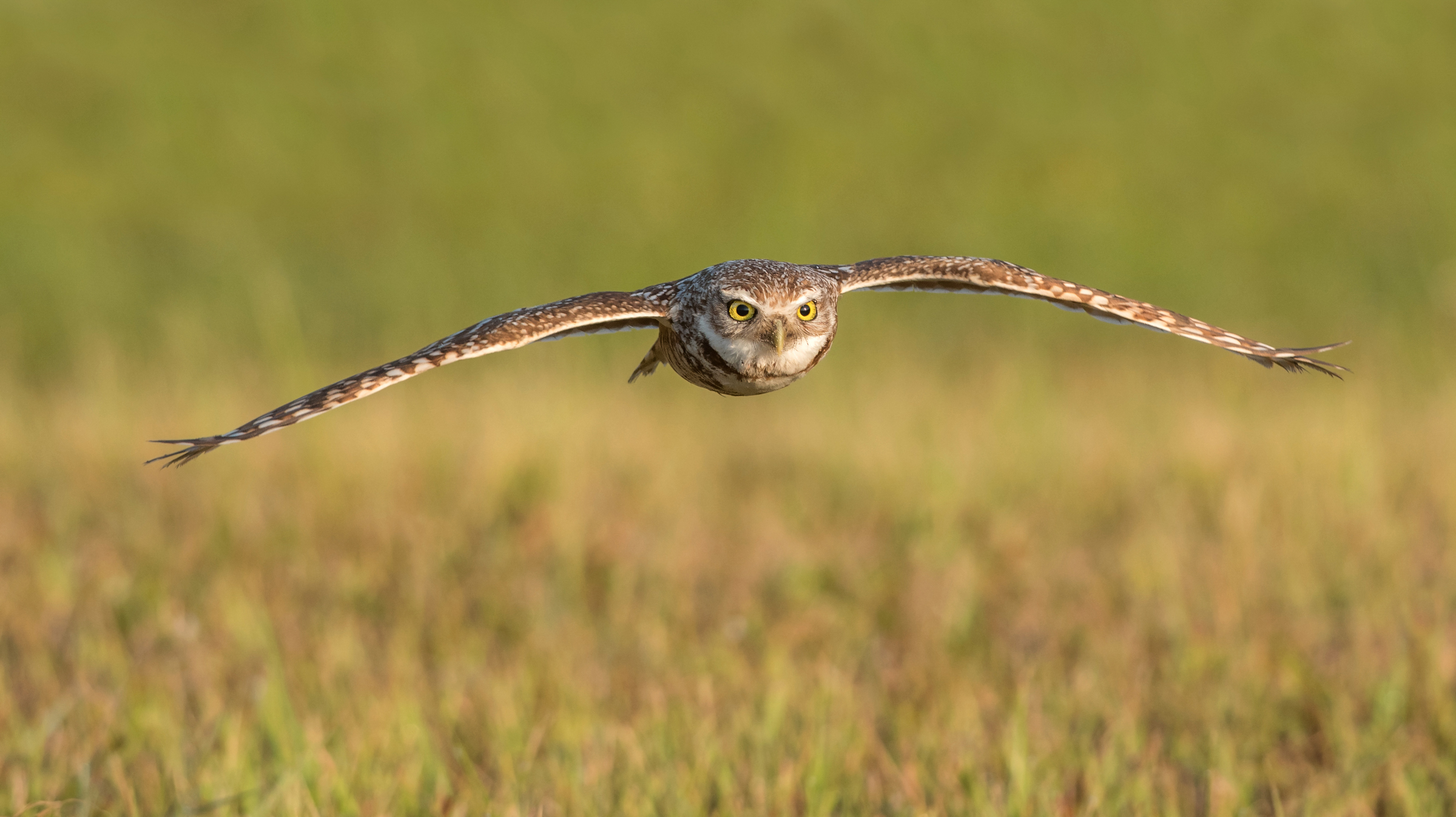 Burrowing Owl in flight over a field. Photo: Petter Brannon/Audubon Photography Awards.