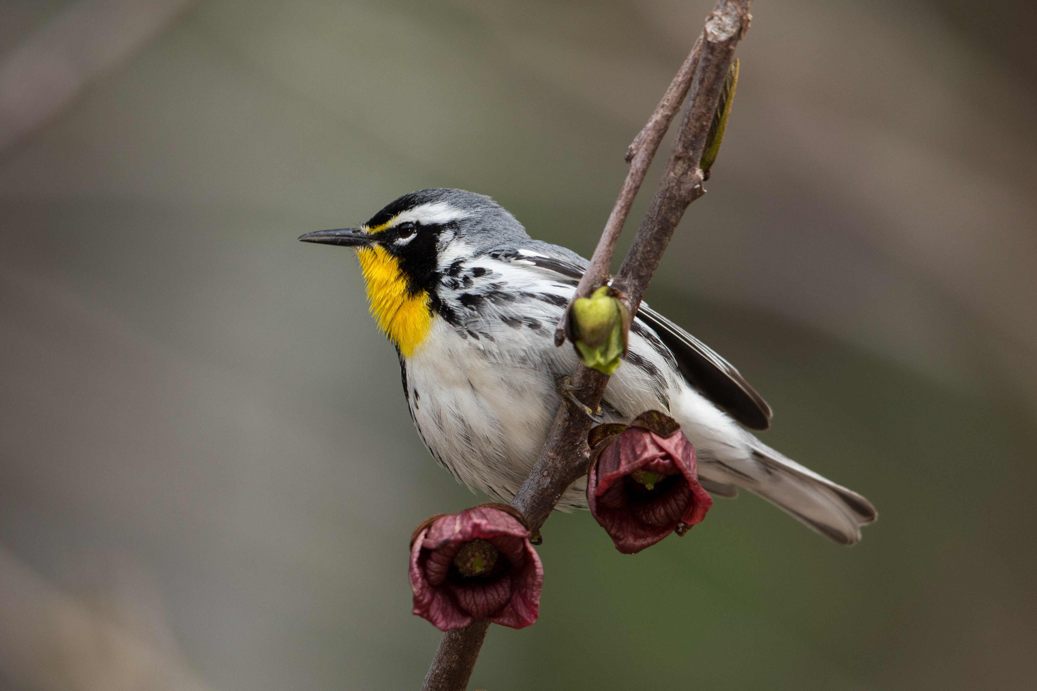 Yellow-throated Warbler, Leesylvania State Park, Virginia