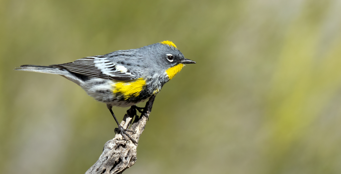 Yellow-rumped Warbler (Audubon's form).