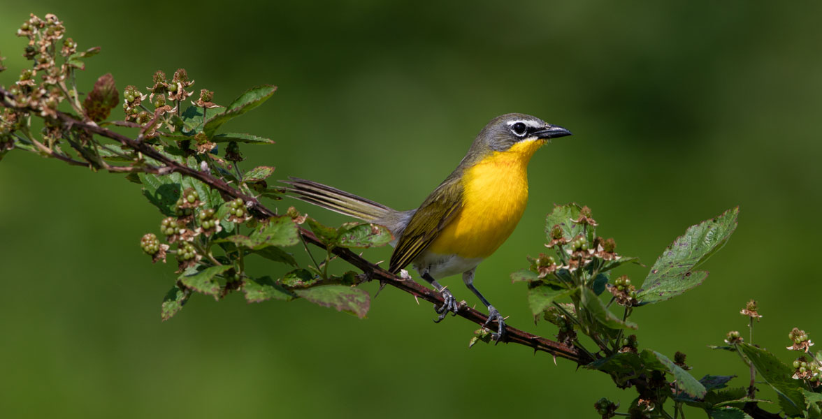 A yellow, gray, and olive bird perches on a leafy branch.