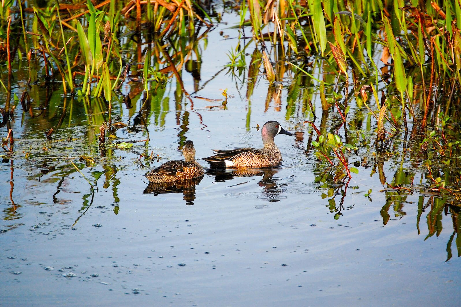 Blue-winged teal. Photo Credit: Scott Kinsey 