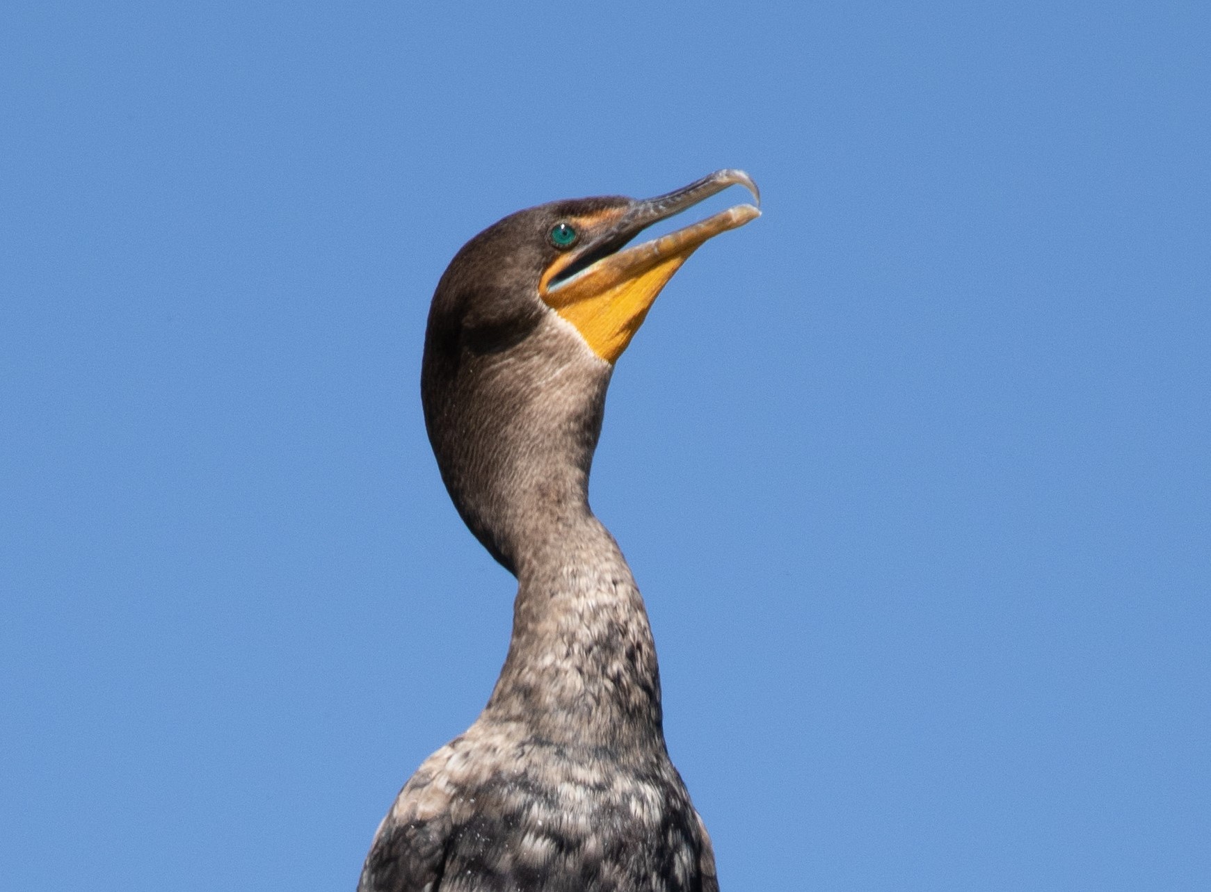 Virginia Rivers Double-crested Cormorant