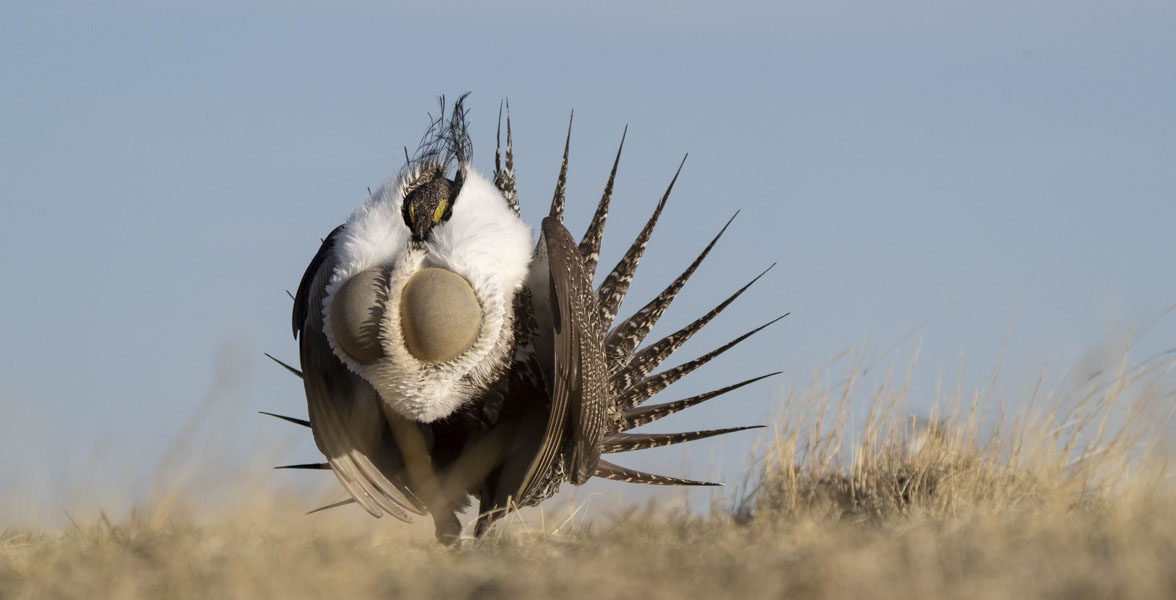 Greater Sage-Grouse performs courtship display.