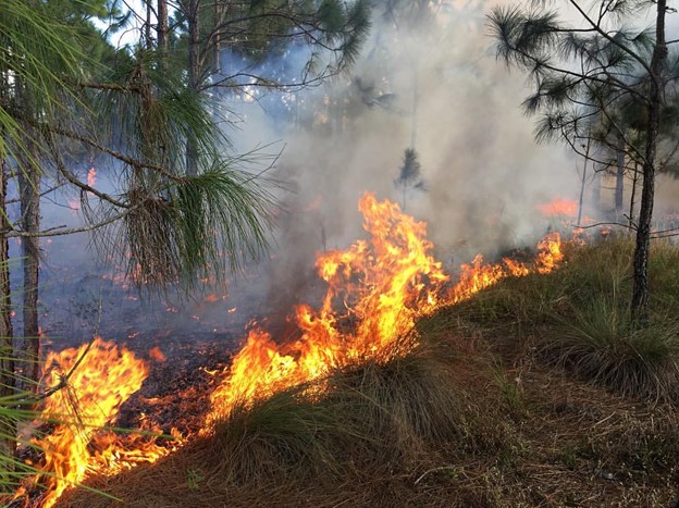 A prescribed fire burning in the woods