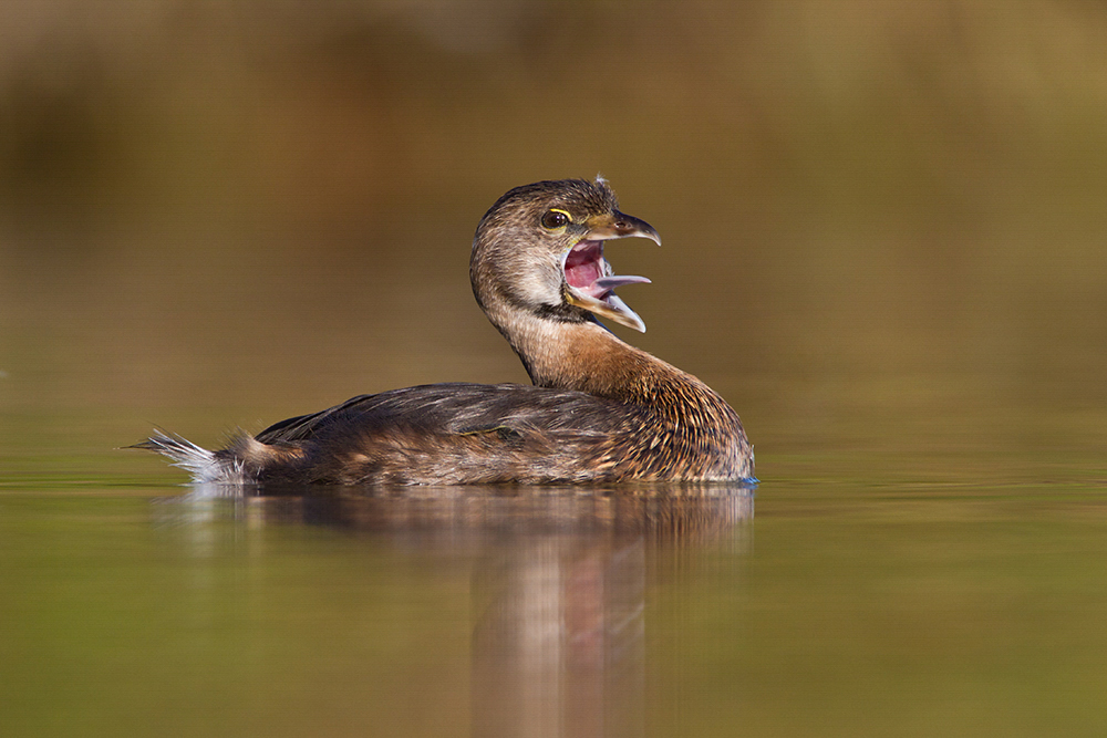 Pied-billed Grebe swimming on calm water.