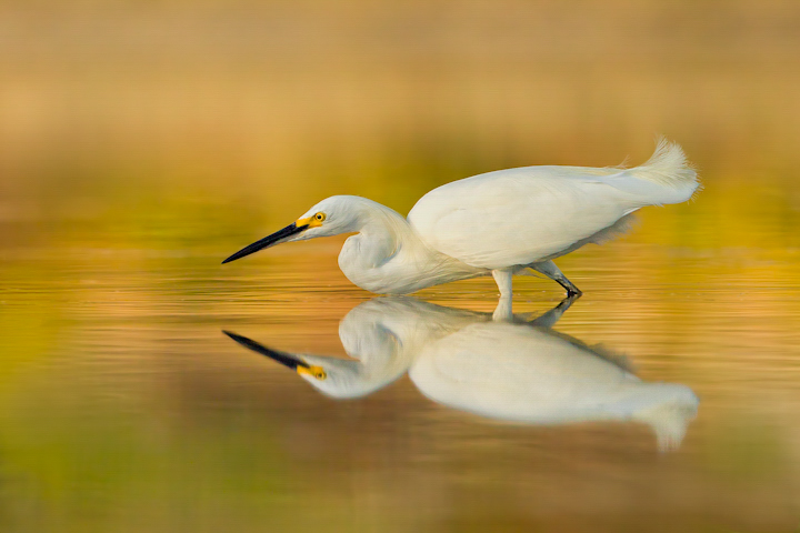 A Snowy Egret crouches low over calm water.