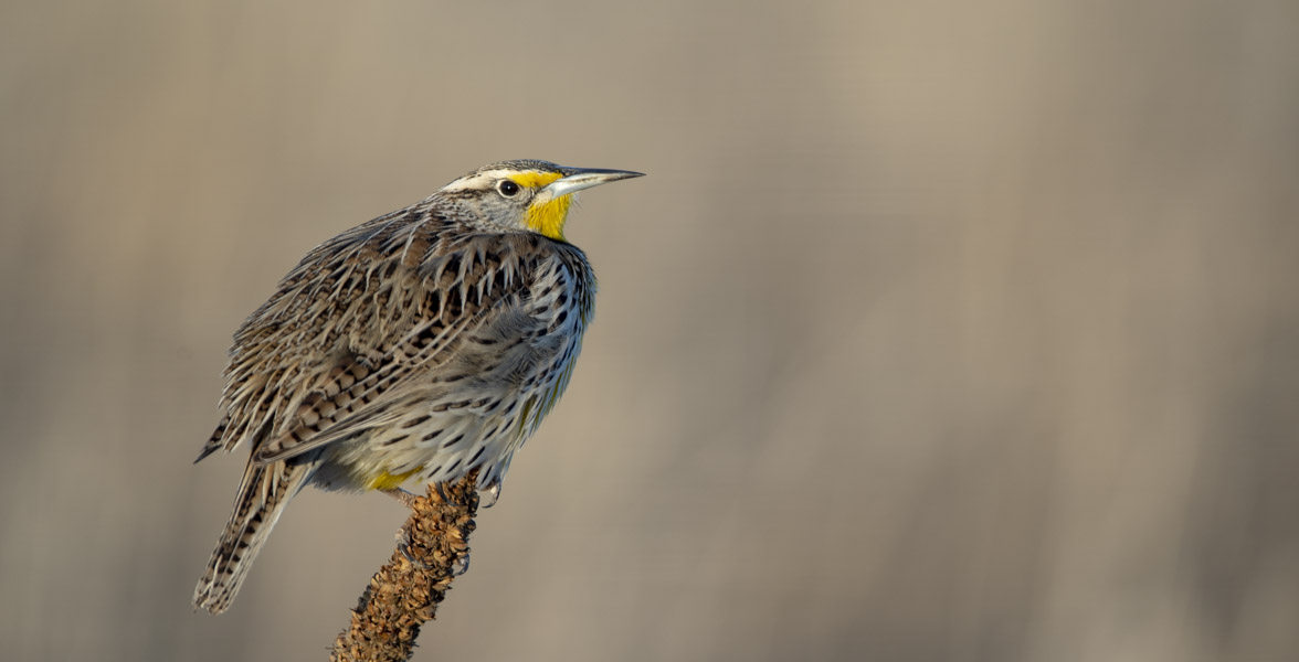 Western Meadowlarks are returning at last! Photo: Evan Barrientos/Audubon Rockies
