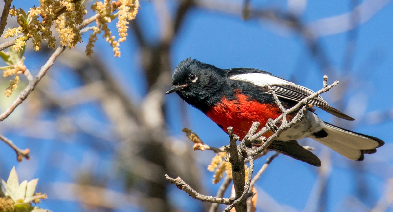 A Painted Redstart perches on a branch in front of a glaringly blue sky.