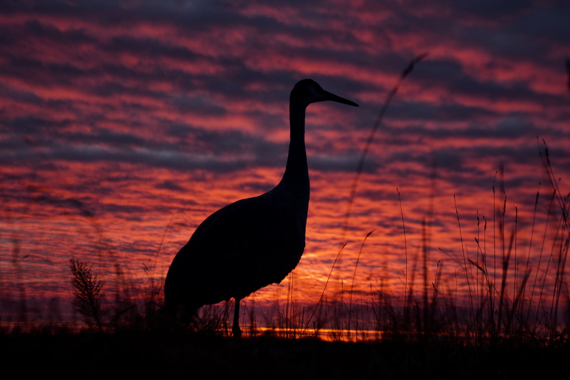 Silhouette of a Sandhill Crane with a sunset in the background