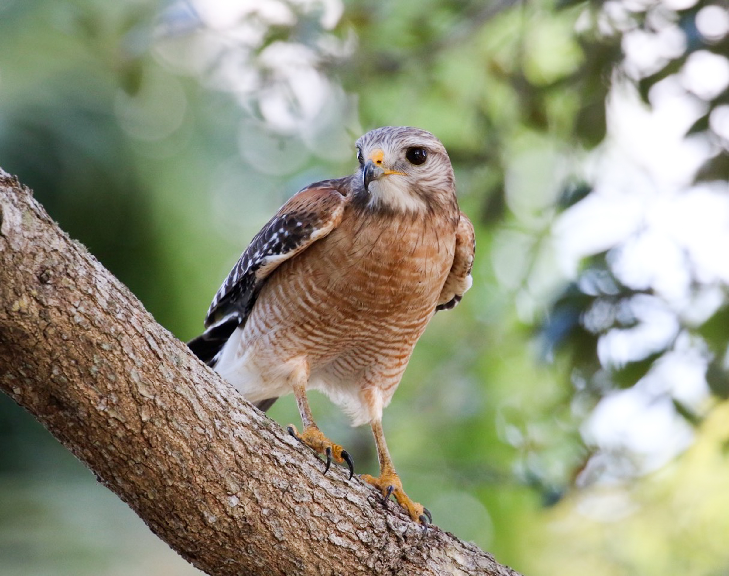 Red-shouldered Hawk sitting on a tree branch, with leaves in the background. Photo: David Held/Audubon Photography Awards.