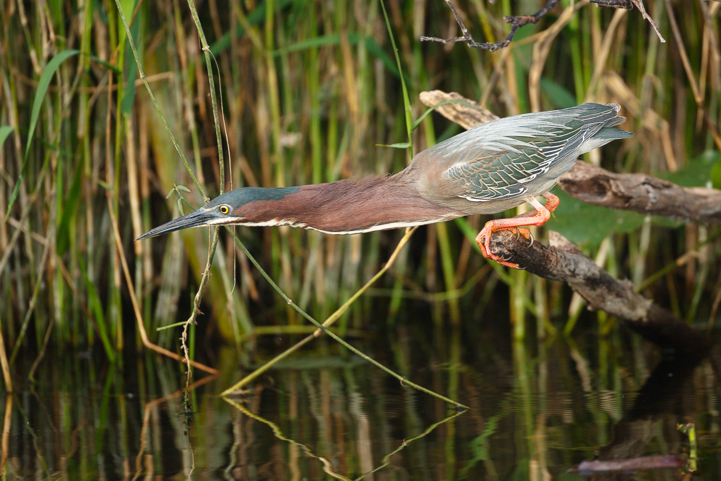 A Green Heron leans over the water, looking for prey. Edward Cordes/Audubon Photography Awards.