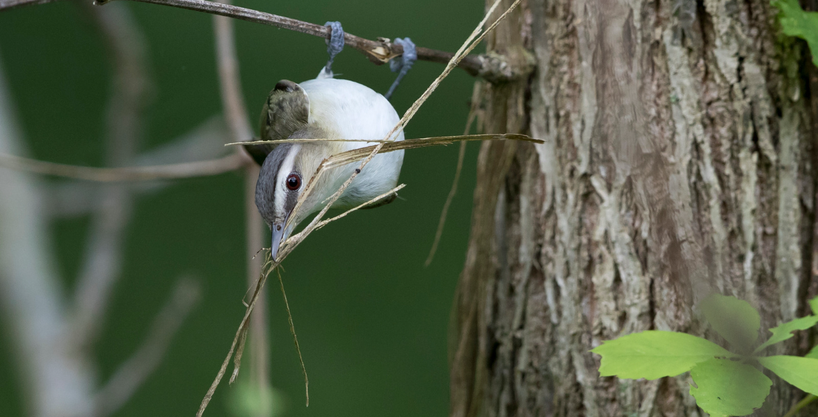 A Red-eyed Vireo clings onto a branch while it hangs upside down, holding several long pieces of dry grass in its beak.