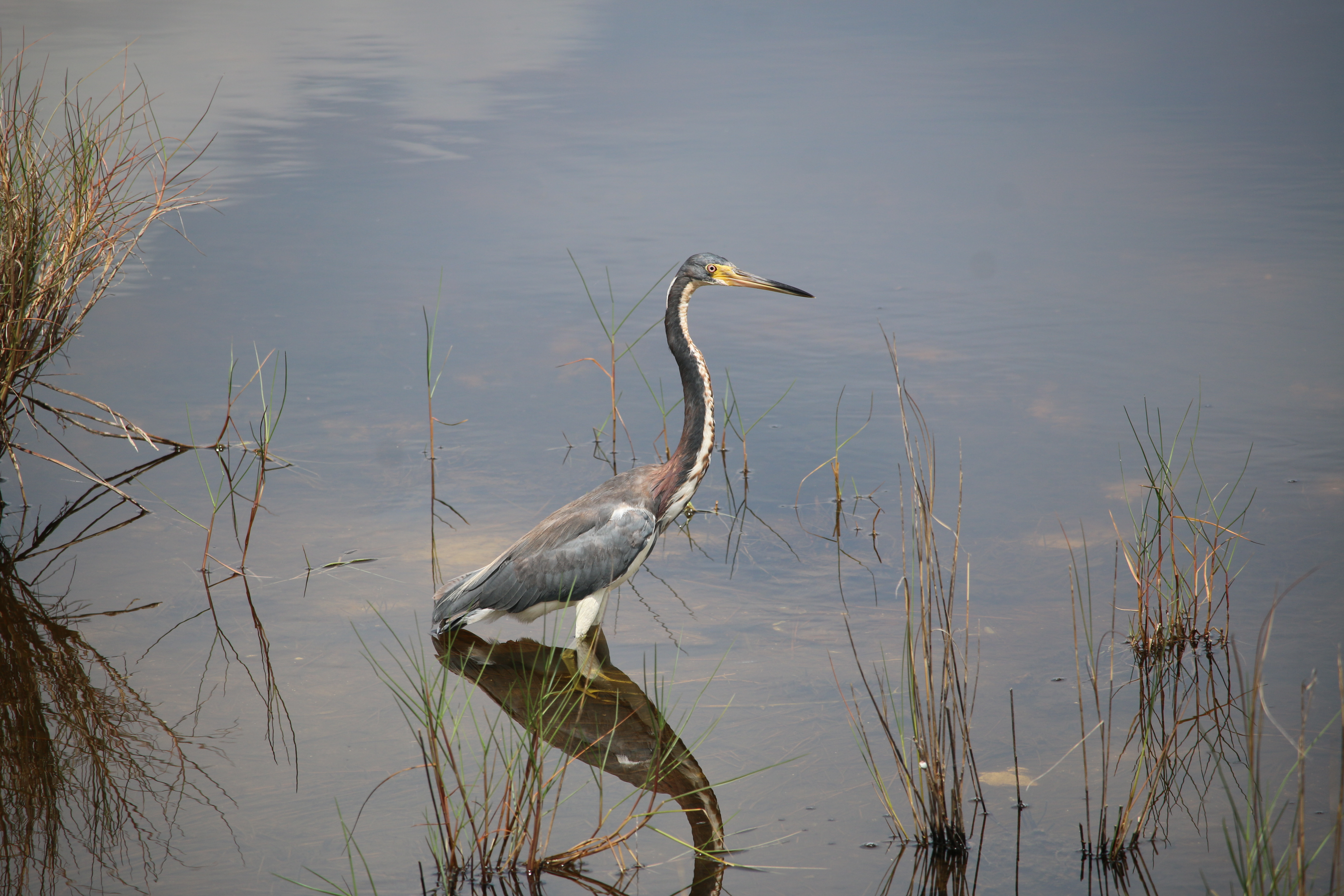 Tricolored Heron standing in shallow, calm water.