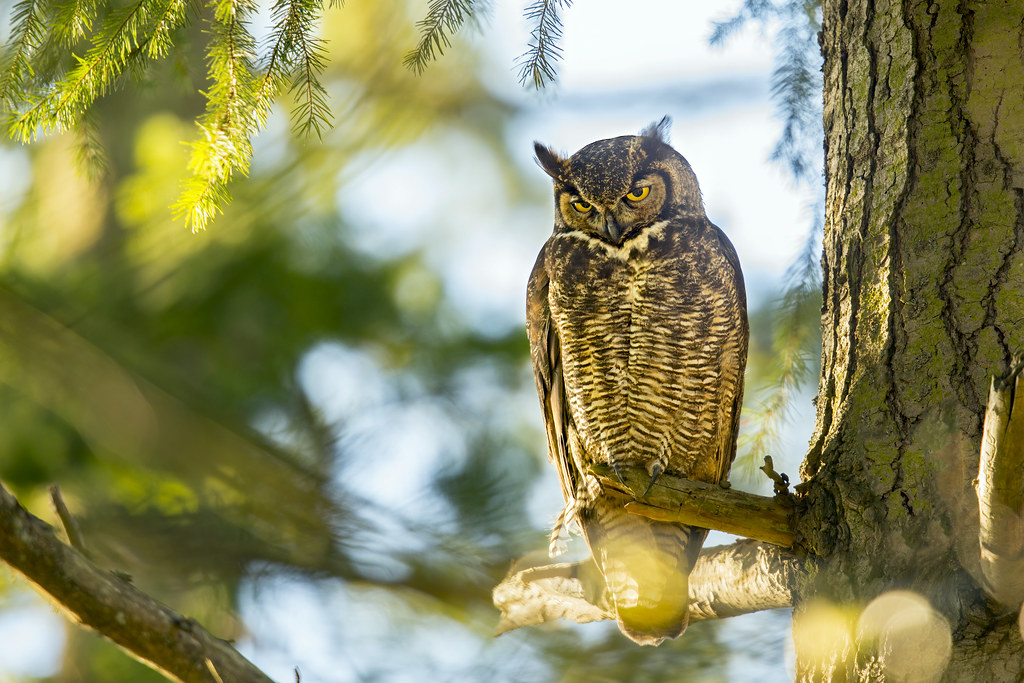 Great Horned Owl photo by Mick Thompson