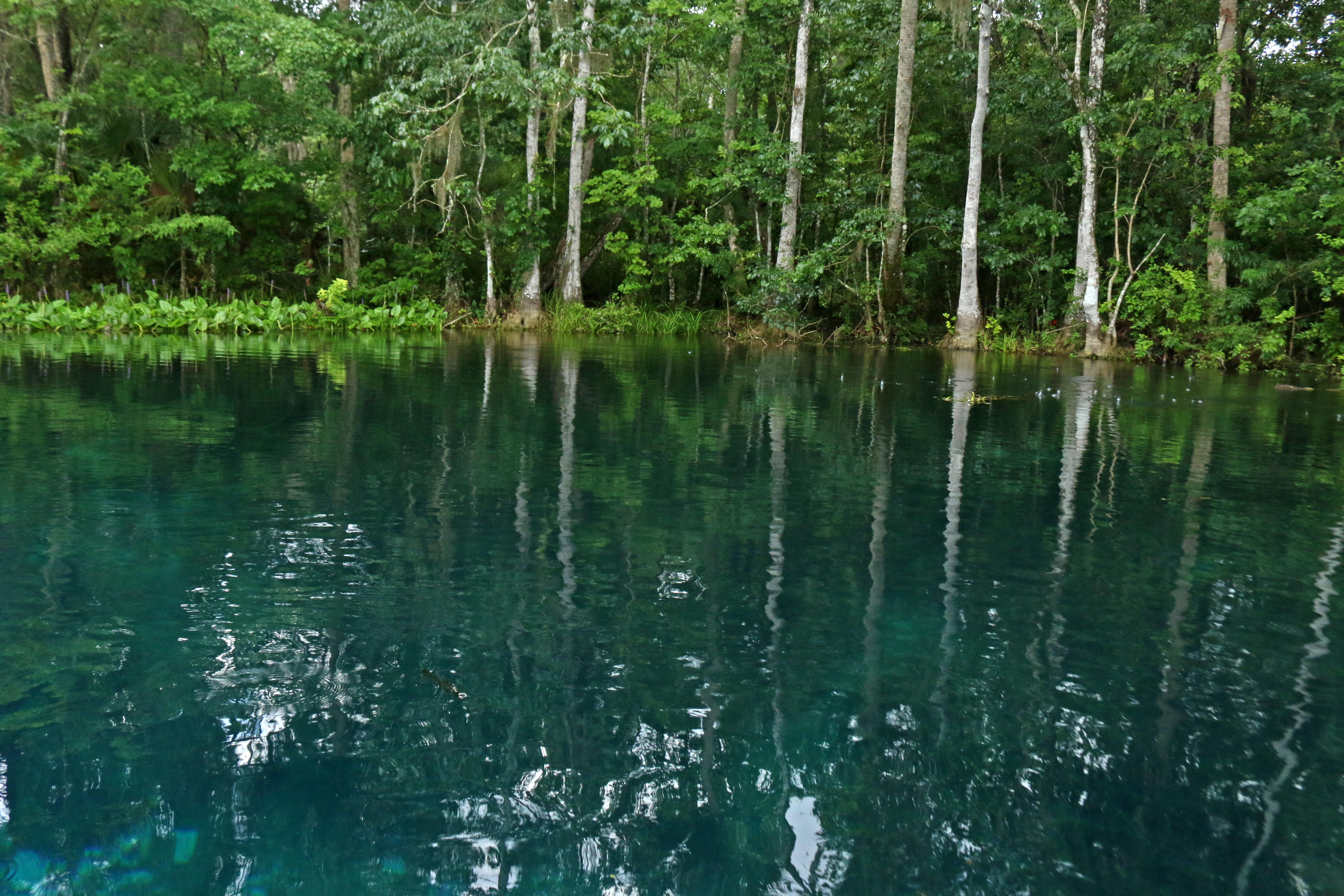 The water of Silver Springs State Park with trees in the background.