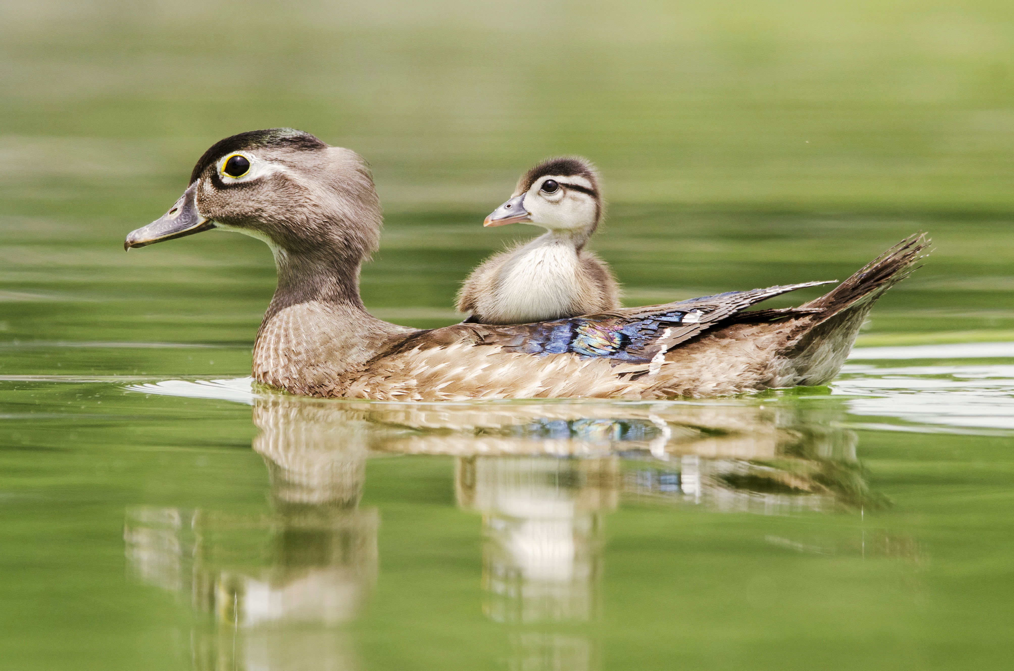 A Wood Duck chick rides on its mothers back as the mother duck swims across a calm surface.