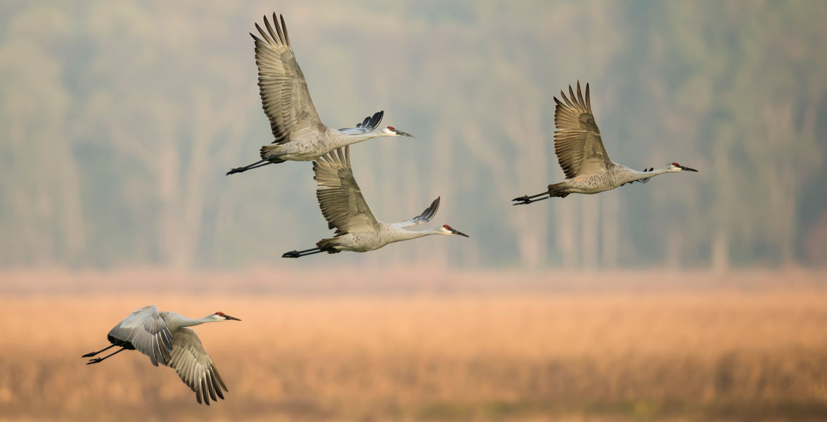 Four lanky grey and white birds with red crowns in flight.