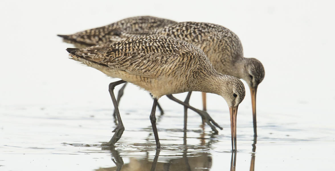 Two Marbled Godwits foraging in a wetland.