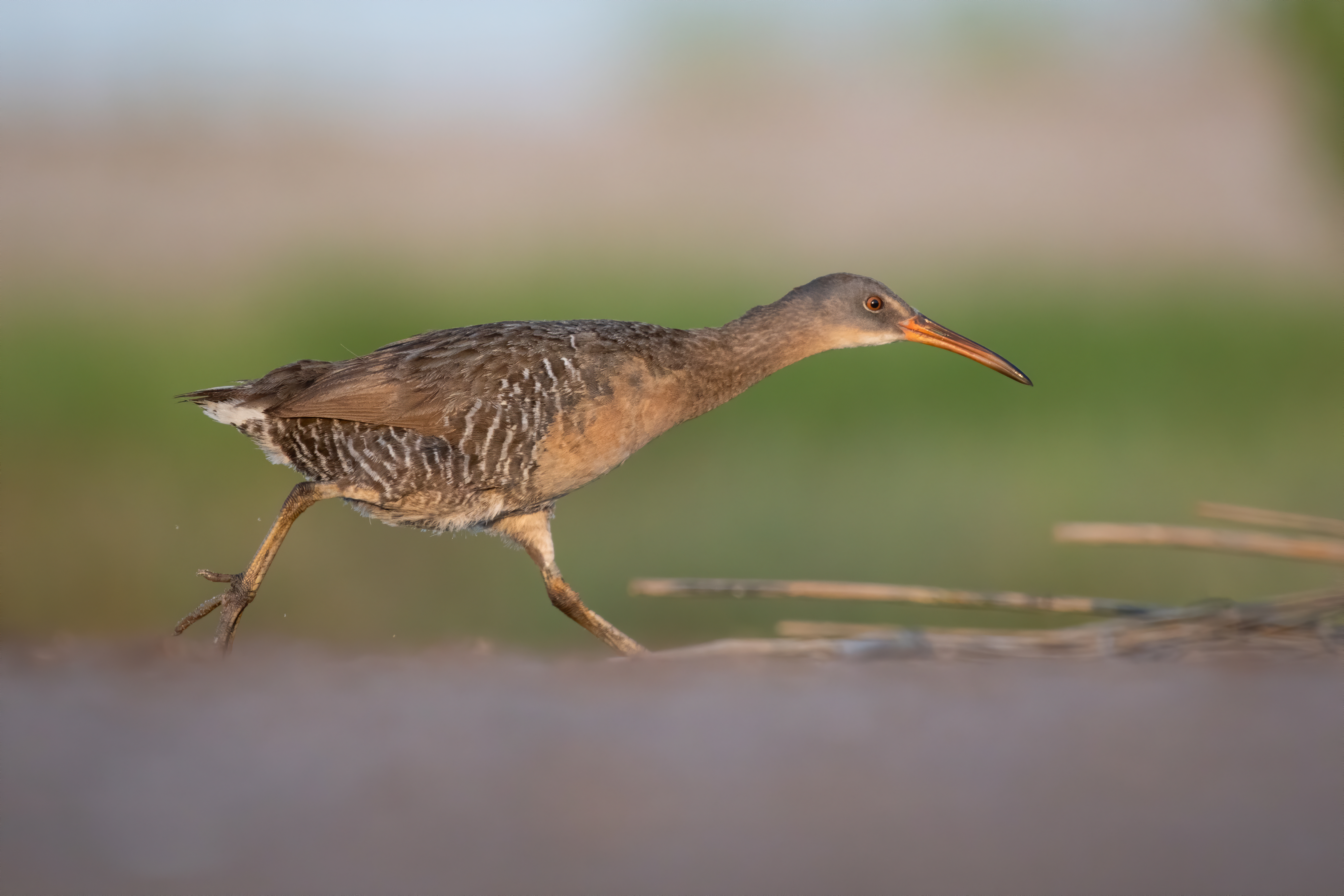 A bird with short legs walking on the ground.