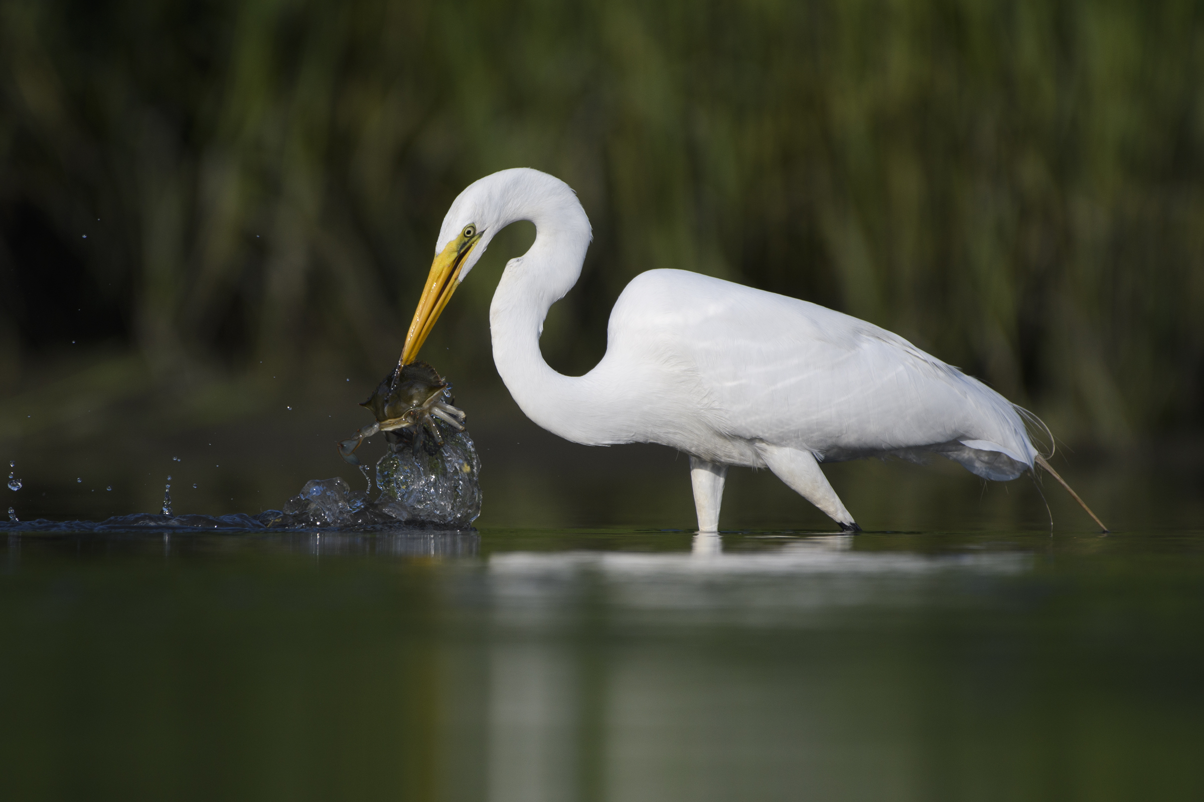 Great Egret. Mathew Malwitz/Audubon Photography Awards