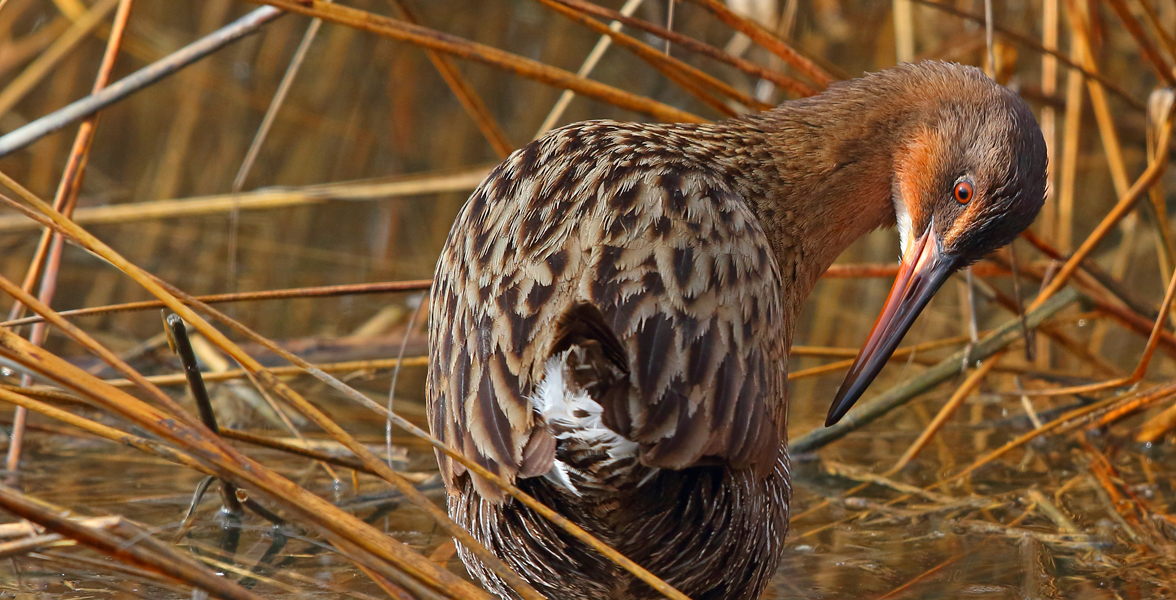 Ridgway's Rail.