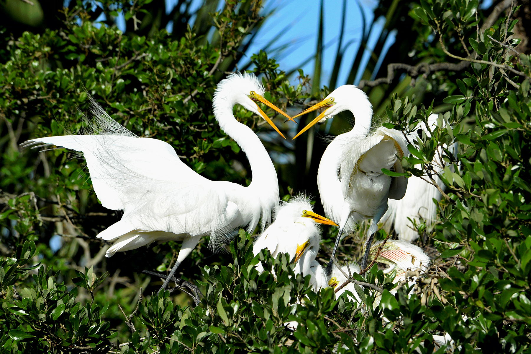 Great egrets squabbling at their nest