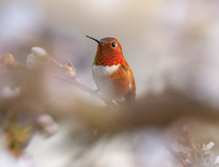 Rufous Hummingbird 