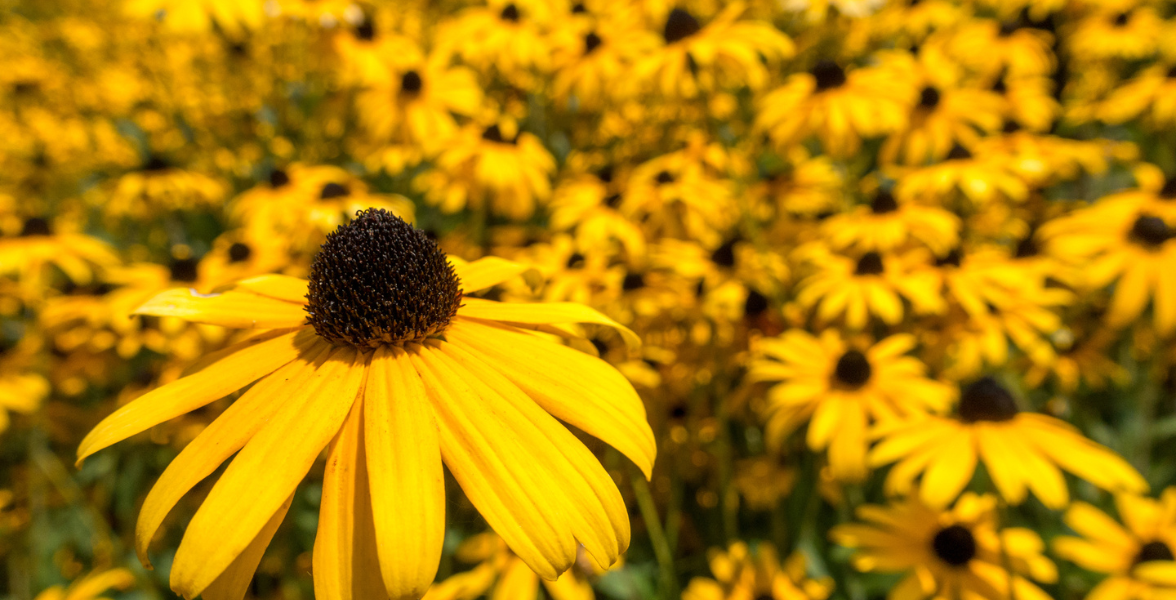 A garden full of bright yellow Black-eyed Susan flowers, all in bloom.