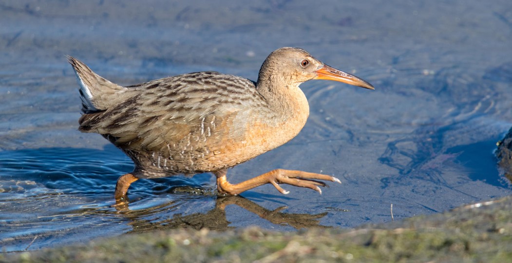 A Ridgway's Rail walks in shallow water.