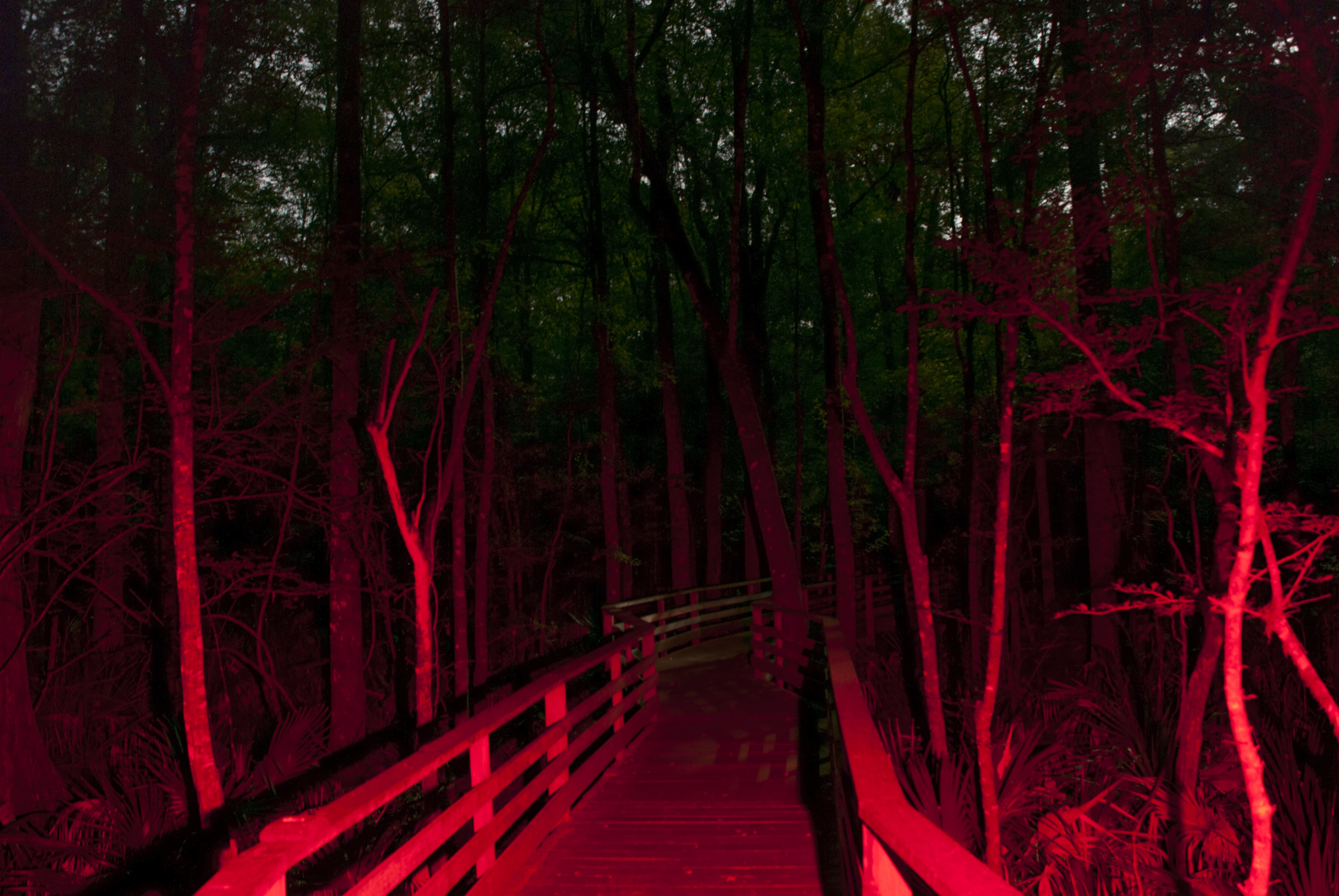 A red light omits across a very dark forest and boardwalk