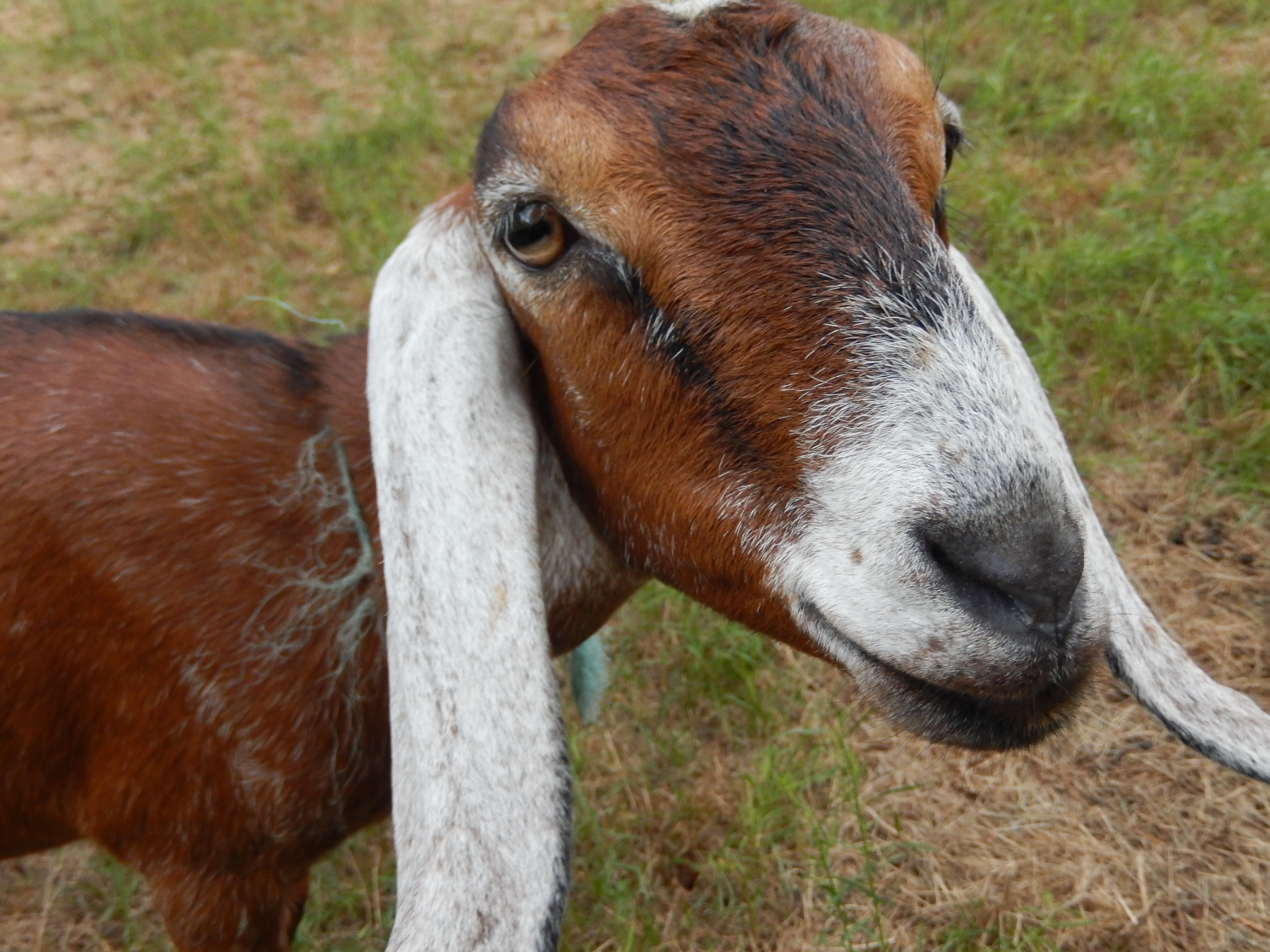 Goat at Underhill Preserve