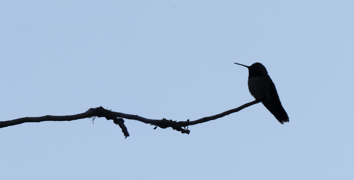 Hummingbird perched on a branch, silhouetted.