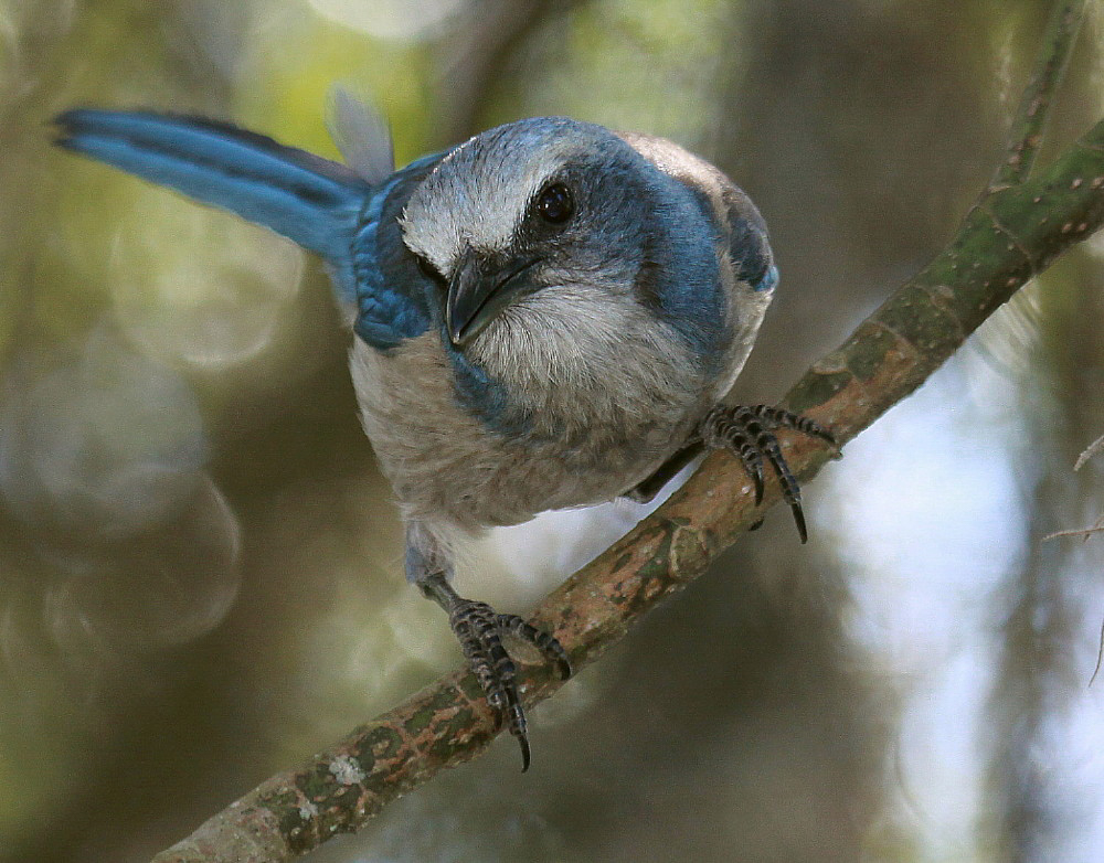 Florida Scrub-Jay stands on a bare branch.