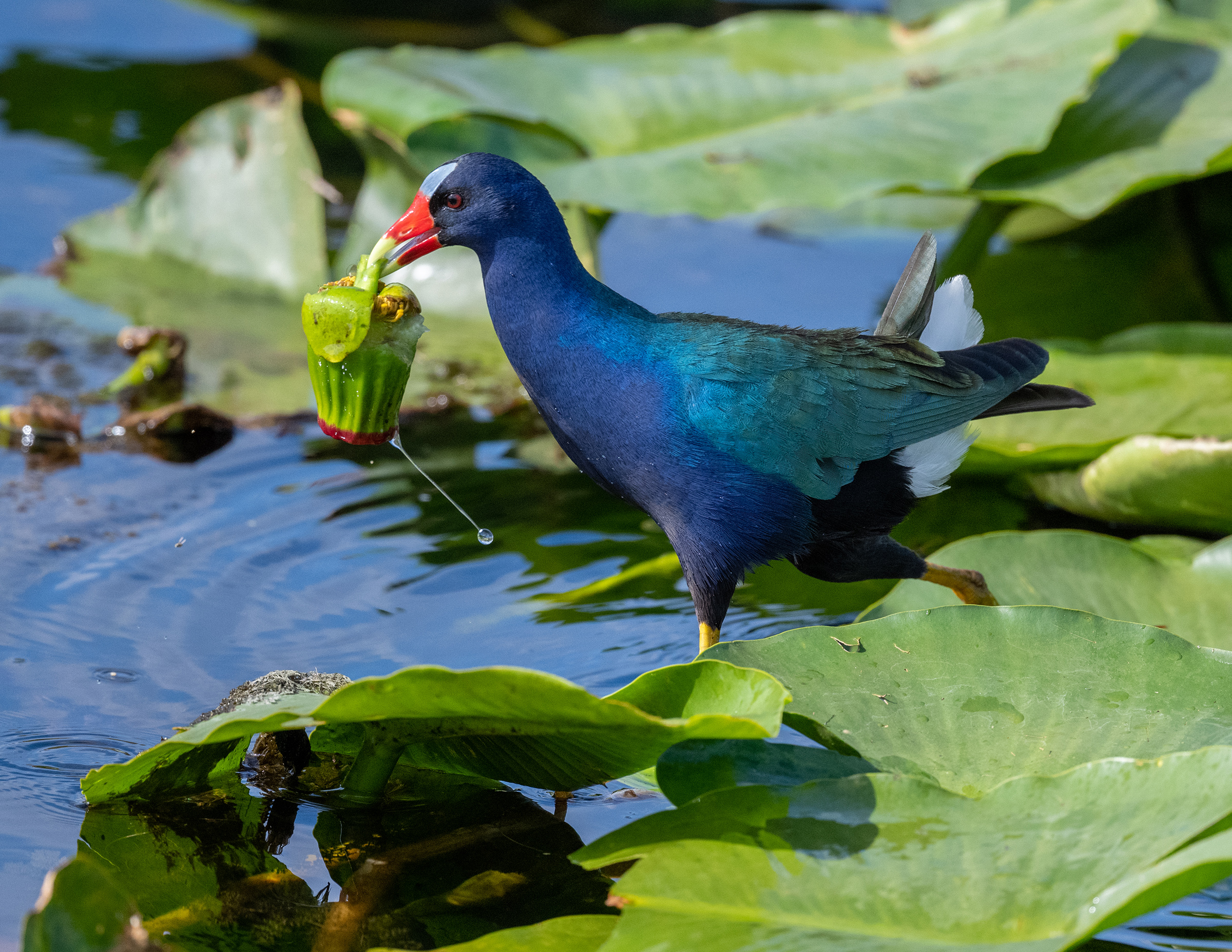 A brilliant blue bird walking on lilypads