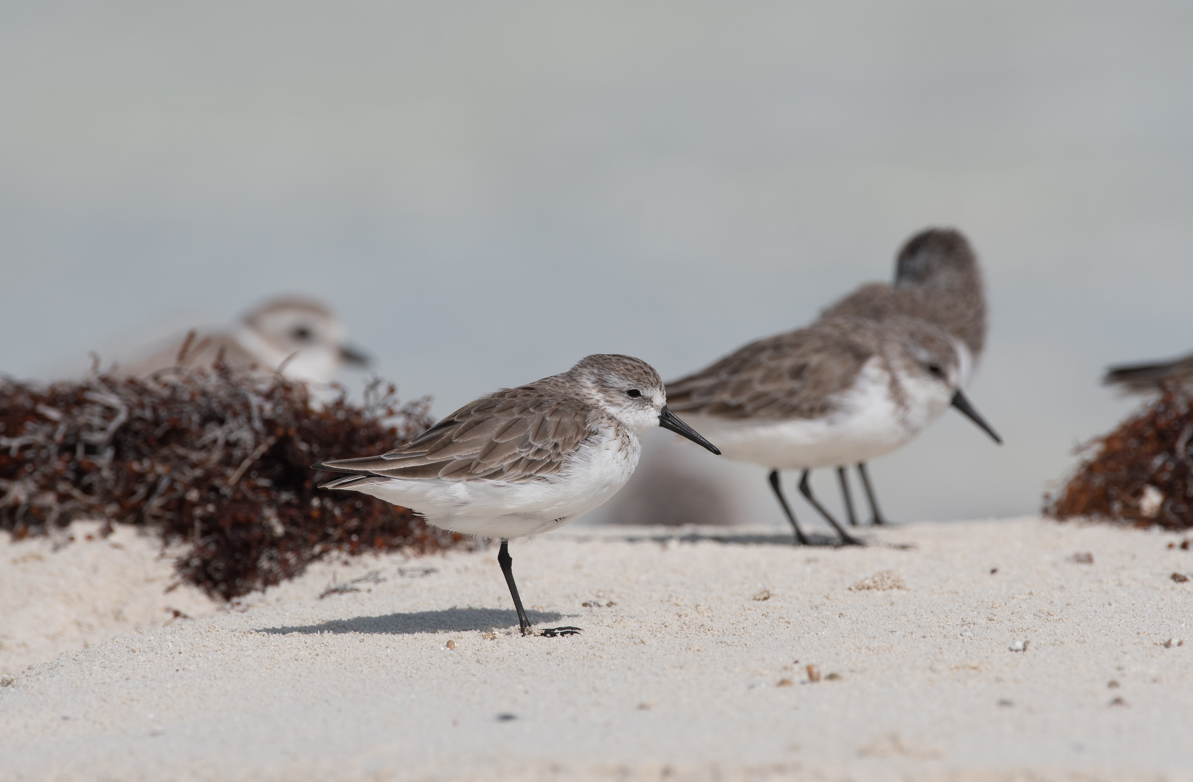 Western Sandpiper.