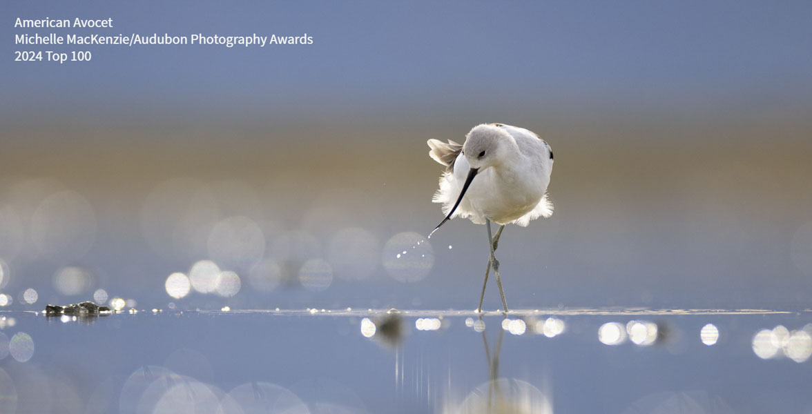 An American Avocet wades in shallow water.