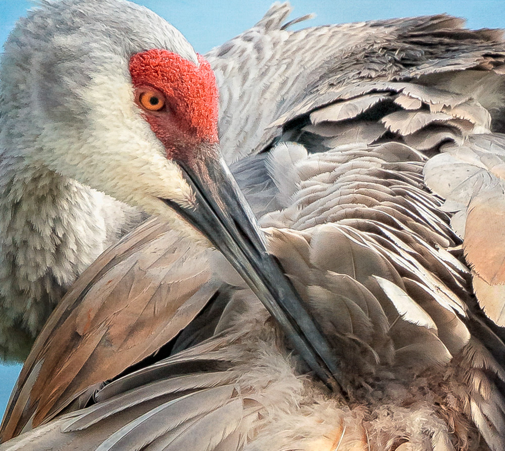 Sandhill Crane