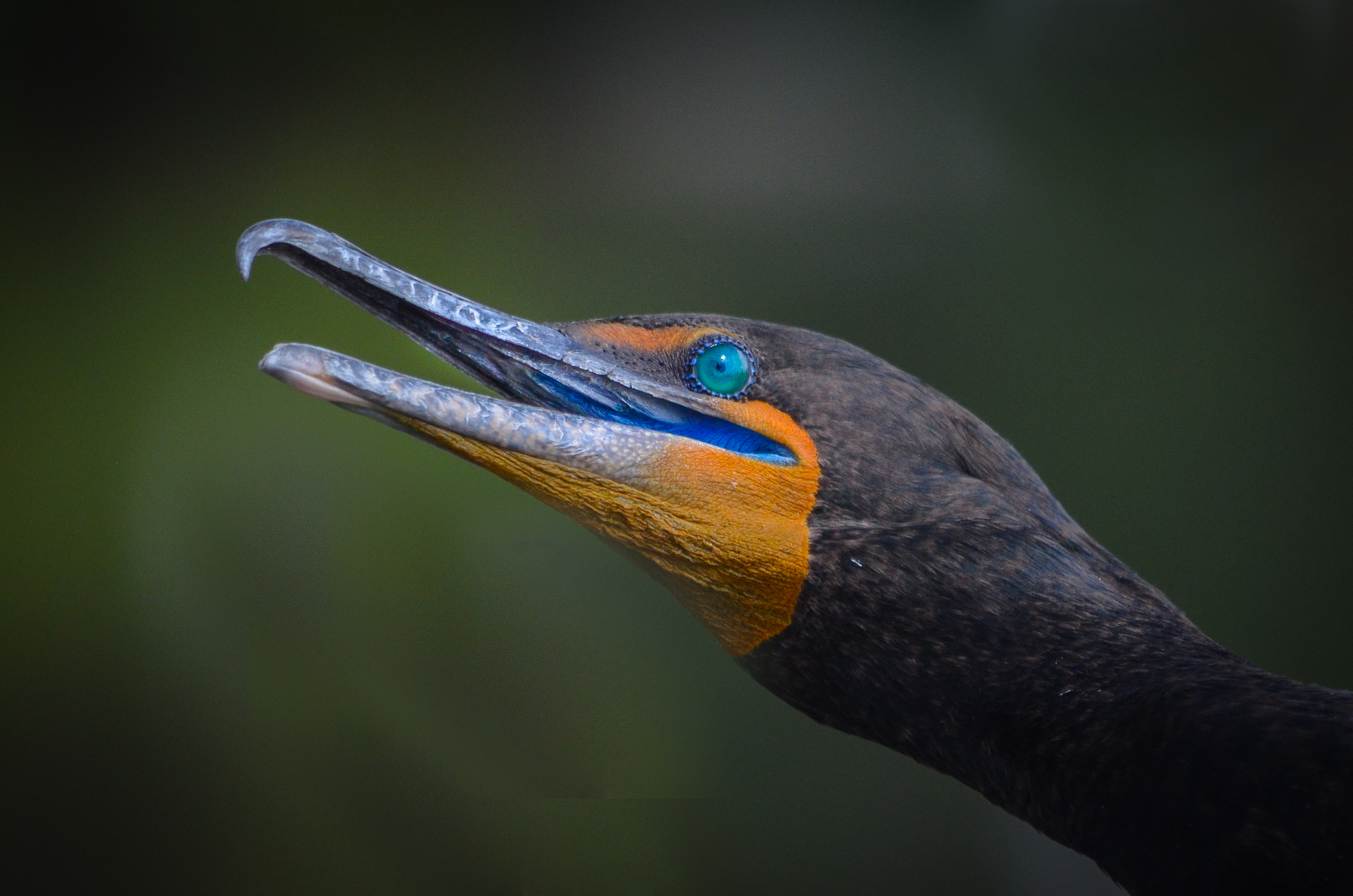 Double-crested Cormorant. Photo: Barbara Saffir/Audubon Photography Awards.