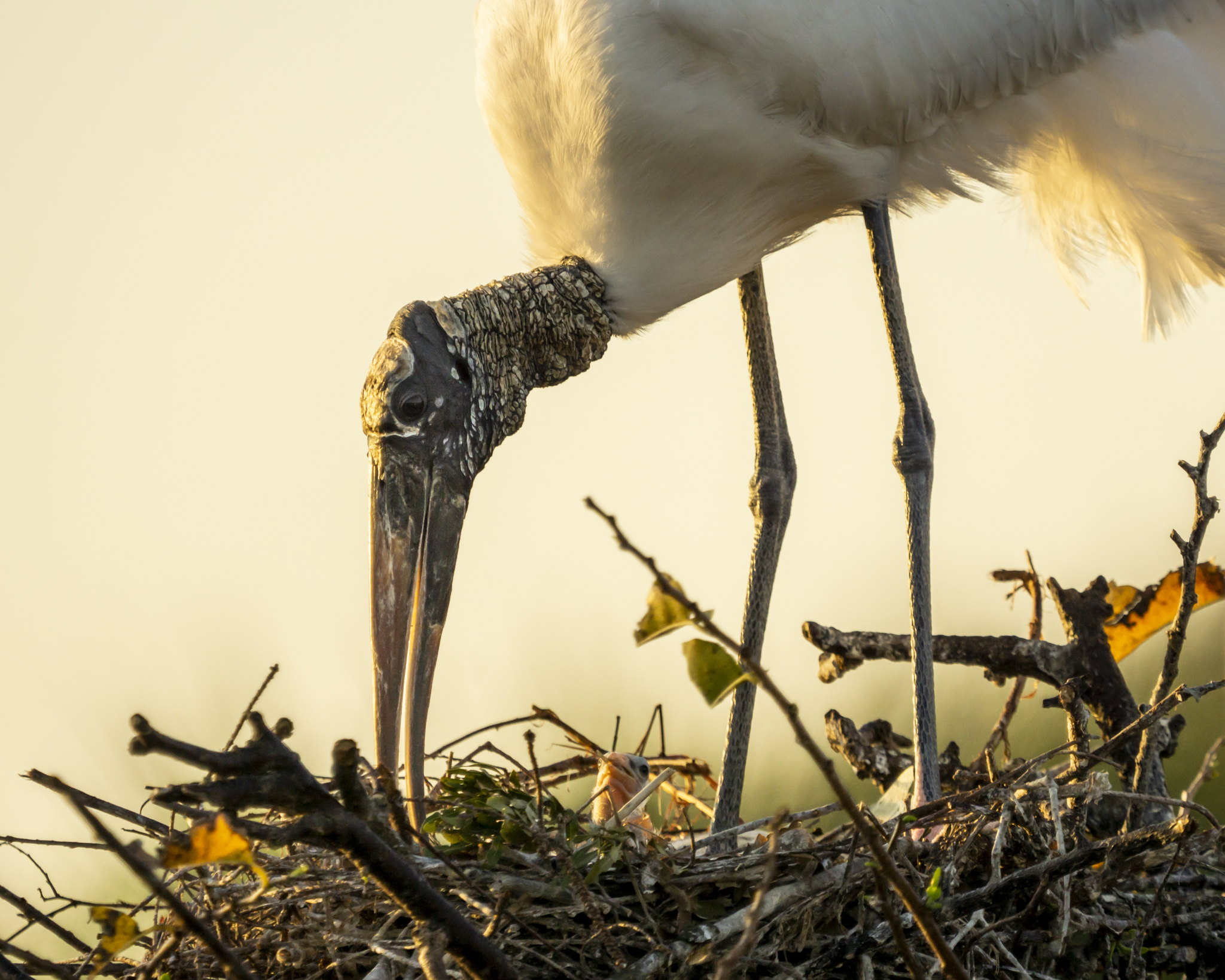 A Wood Stork stands above its nest. The viewer can see the head of a tiny stork chick.