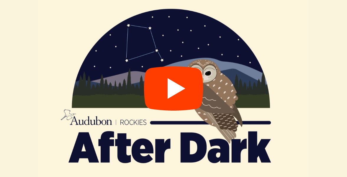 An illustration of a Mexican Spotted Owl in front of a starry sky. The words &ldquo;Audubon Rockies After Dark&rdquo; are below the illustration. A play button is on the image.