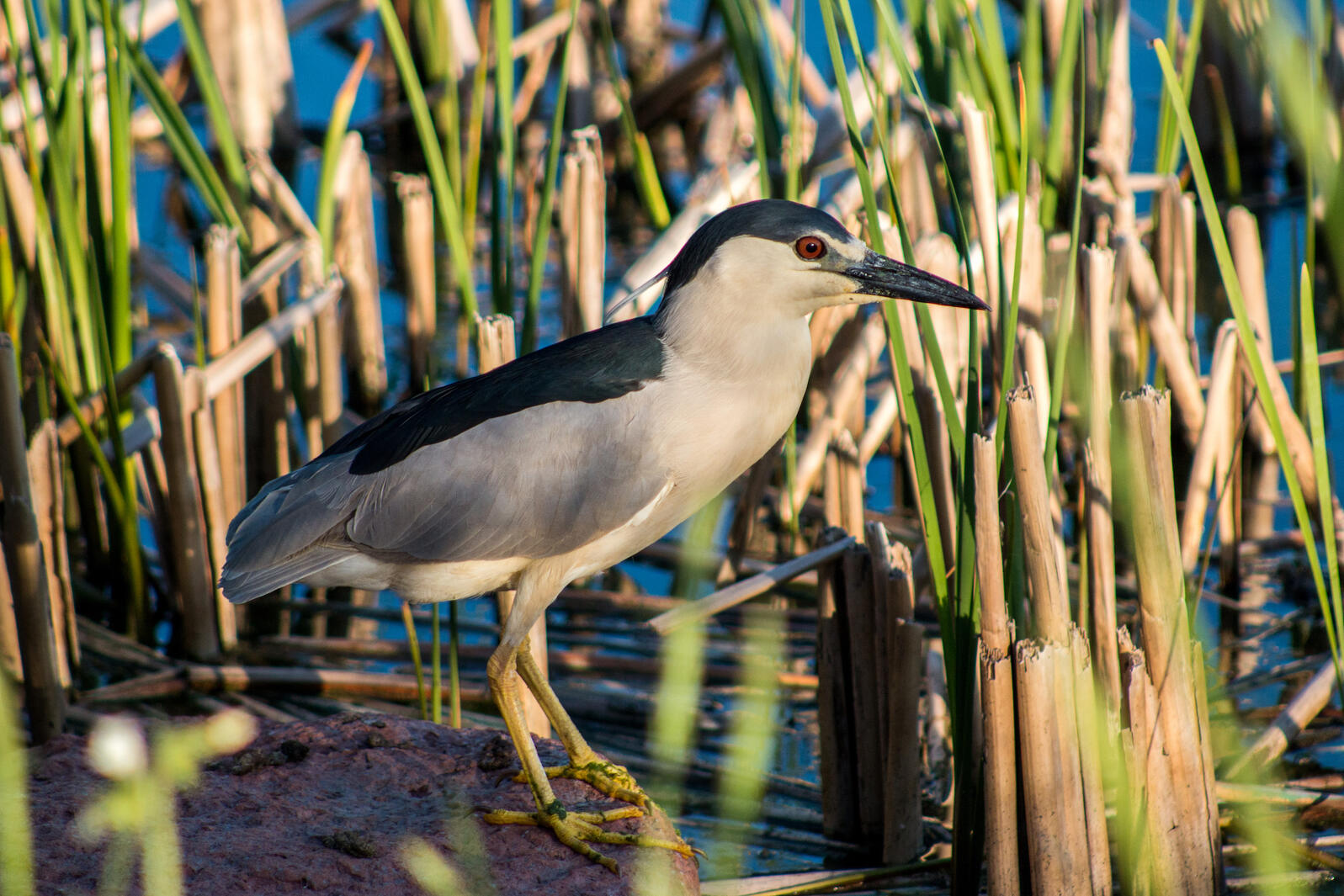 Black-crowned Night-Heron, Horicon Marsh, Wisconsin. Photo: Carrie Hildebrand/Audubon Photography Awards.