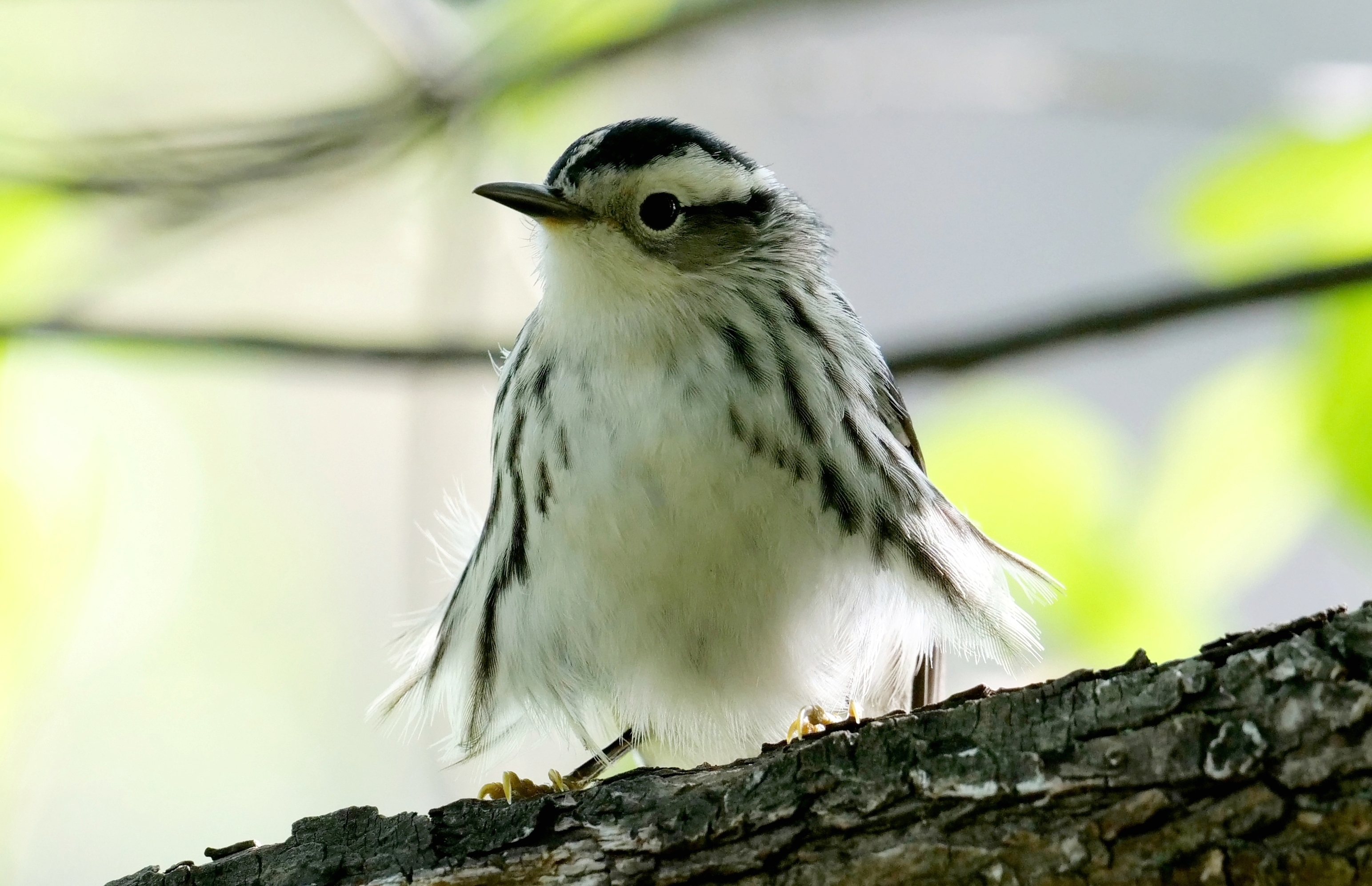 A Black-and-white Warbler sitting on a tree branch with its feathers puffed out. Photo: Barbara Silver/Audubon Photography Awards.
